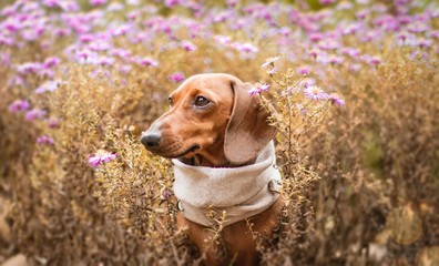 Wall Mural - Cute brown dachshund dog with a beige collar