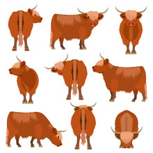 Highland Cattle Various Pose Set