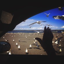 Silhouette Hand In Car Against Seagulls At Beach