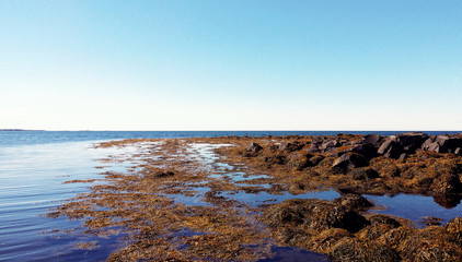 Atlantic coastline with algae on the rocks - Reykjavik, Iceland