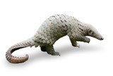 Fototapeta Zwierzęta - Java Pangolin (manis javanica), on green grass. It was smuggled in Asia. Because it is popularly consumed and its scales are an ingredient in Chinese medicine. Wildlife crime.