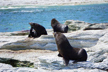Three Seals On The Beach