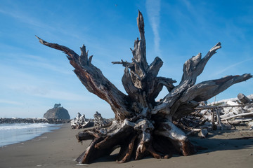 Wall Mural - dead tree on the beach