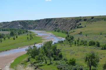 late spring in the north dakota badlands: buffalo stand in beef corral wash on the little missouri r
