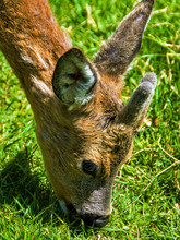 A Deer Grazing On Green Grass