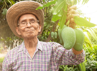 Wall Mural - Asian senior gardeners wearing a hat and glasses holding green mangoes, stand in the garden with proud of the agricultural products. Concept of organic farming.