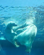 Polar Bears Playing In Water