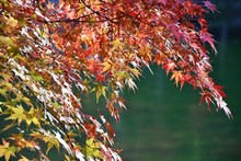Close-up Of Maple Leaves On Tree