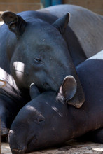 Close-up Of Tapirs Sleeping On Field