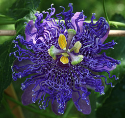 Wall Mural - Tropical purple Passion Flower - passiflora with different colors of blue in its beautiful petals, growing up a vine in the garden.