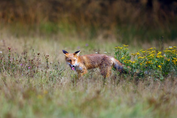 Canvas Print - The red fox (Vulpes vulpes) looks for food in a meadow. Young red fox on a green field with a dark spruce forest in the background.Fox with a protruding tongue.