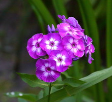The Flowers Purple Phlox