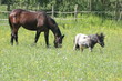 Pferd und Pony auf der Weide