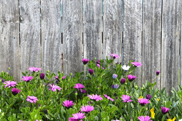 Colourful daisy and wood fence