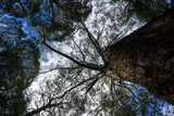 Fototapeta Na sufit - australia rainforest big trees green
