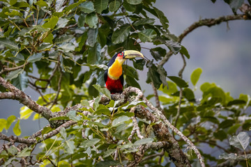 Close up of a beautiful Red-breasted toucan, perched on a tree branch, background green leaves, Itatiaia, Minas Gerais, Brazil