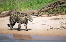 Jaguar On A River Bank In Natural Habitat