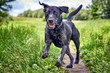 © Darren William Hall - Happy Labrador pure breed dog running through the park. Close up action shot with beautiful green colour trees and grass.