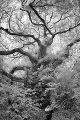 Poster - infrared woodland in black and white 