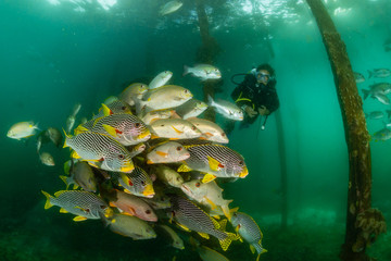 Canvas Print - diagonal-banded sweetlips with vermiculate rabbitfish and onespot snapper with woman diver