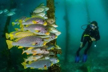 Canvas Print - diagonal-banded sweetlips with vermiculate rabbitfish and onespot snapper with woman diver