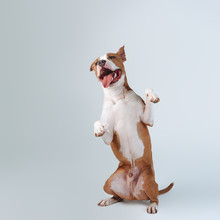 American Staffordshire Terrier Dog Stands On Its Hind Legs