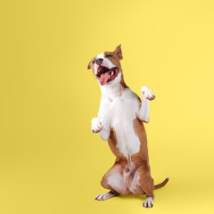 A happy big dog on a bright yellow background