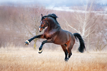 Wall Mural - Beautiful brown horse racing galloping across the field on a background autumn forest. He is wearing athletic bridle