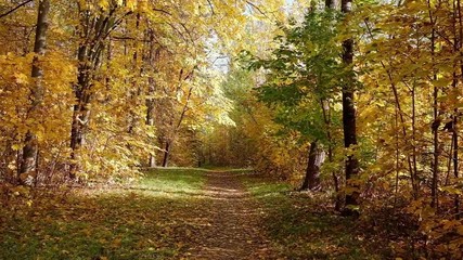 Wall Mural - POV moving along beautiful forest road covered with autumn leaves