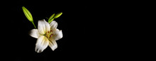 Wet White Lily Flower Isolated On Black With Dew Drops - Narrow Banner With Copy Space