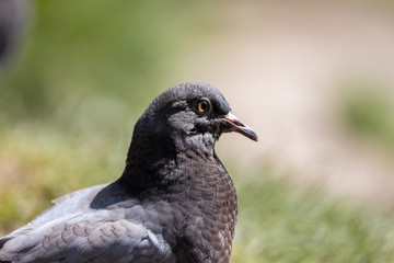 A detailed view of a pigeon in a park.