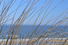 Close-up Of Dry Grass Against Blue Sea