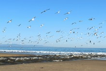 Flock Of Birds Flying Over Beach Against Clear Blue Sky