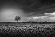 isolated tree surrounded by rape field under stormy sky