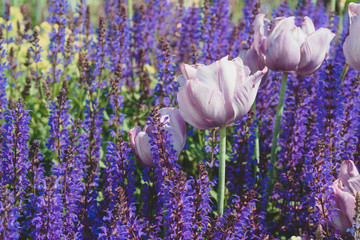 lilac tulips with violet lavender flowers on the background close up