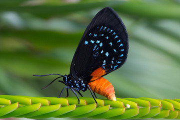 Wall Mural - Black, Blue, and Orange Butterfly