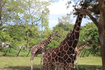 eating giraffe & Tree