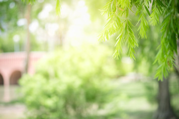 Amazing nature view of green leaf on blurred greenery background in garden and sunlight with copy space using as background natural green plants landscape, ecology, fresh wallpaper concept.