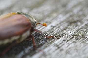 Closeup VIew of May Beetle at very low  Depth of Field