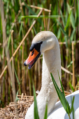 A close up of a swan sitting on a nest