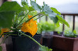Growing vegetables on the balcony at home. Edible yellow  flowers on the zucchini plant