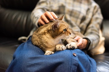 Canvas Print - woman hold his cat on his thighs