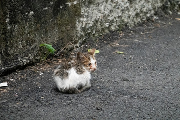 Poster - little young stray cat sit