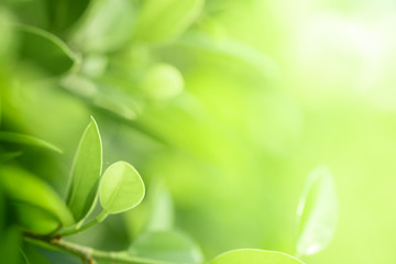 Wall Mural - Closeup beautiful view of nature green leaves on blurred greenery tree background with sunlight in public garden park. It is landscape ecology and copy space for wallpaper and backdrop.