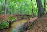 Fototapeta  - Landerbach im Holter Wald, bei Schloß Holte-Stukenbrock, Kreis Gütersloh, Ostwestfalen-Lippe
