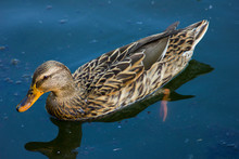 High Angle View Of Female Mallard Duck Swimming In Lake