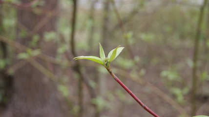  young green plant