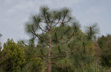 Long Green Foliage And Cones Of An Evergreen Coniferous Apache Pine Tree (Pinus Engelmannii) Growing In A Garden