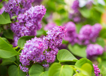 Purple Bush Of Blooming Lilac In A Park Area Close-up With Blur