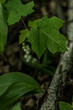 Piękny dorodny wyrośnięty zielony liść oraz konwalia w lesie podczas ciepłej wiosny